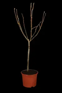 malus d. appels/pommiers PALMET DUBBELE U BW (U) - afbeelding 5
