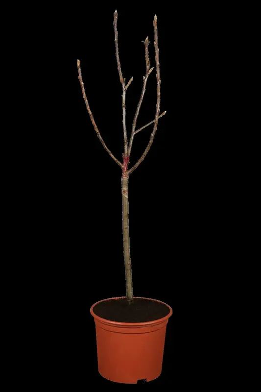 malus d.  appels/pommiers PALMET DUBBELE U BW (U) - afbeelding 2