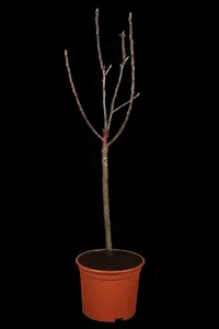malus d.  appels/pommiers PALMET DUBBELE U BW (U) - afbeelding 2