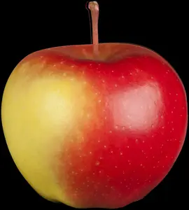 malus d.  appels/pommiers PALMET DUBBELE U BW (U) - afbeelding 5