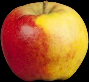 malus d.  appels/pommiers PALMET DUBBELE U BW (U) - afbeelding 3