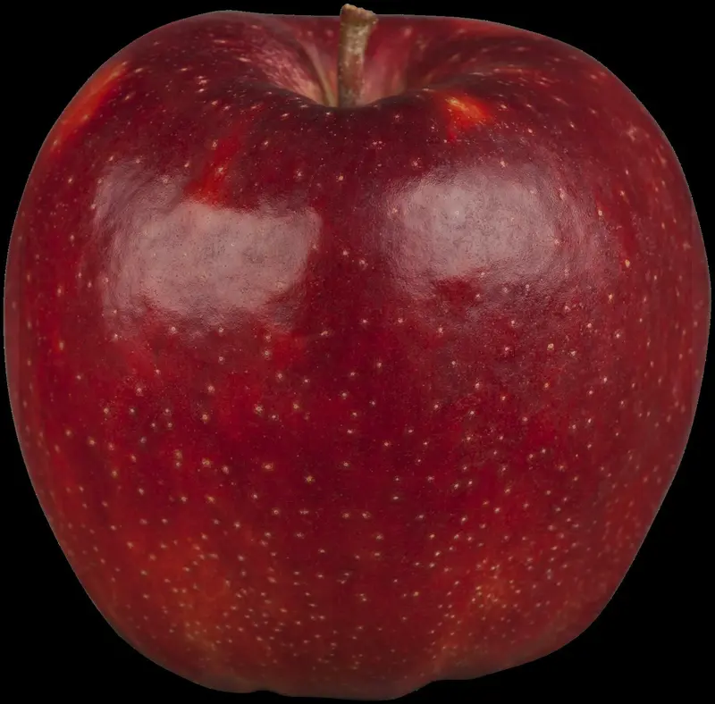 malus d.  appels/pommiers PALMET DUBBELE U BW (U) - afbeelding 4