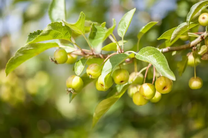 Malus d. 'Berglander' HOOGST. BW (8/10) - afbeelding 2