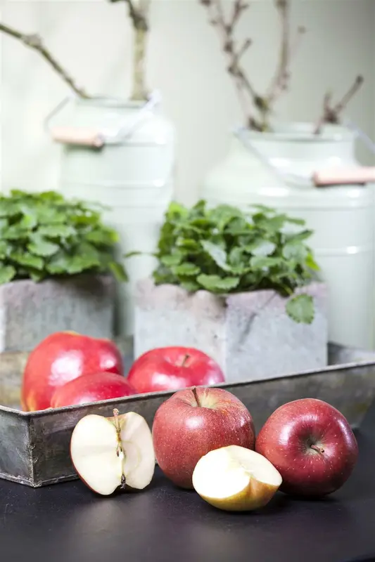 Braeburn - afbeelding 5