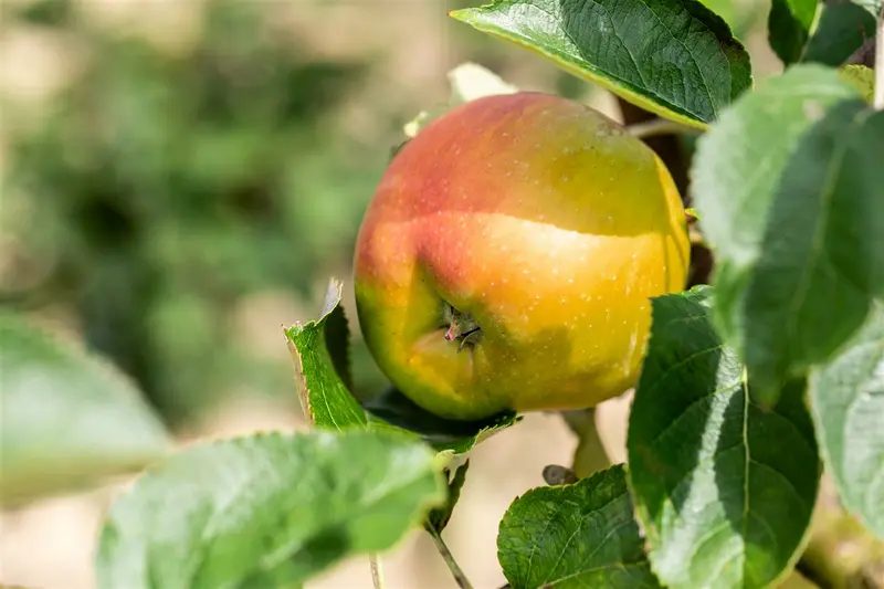 Malus d. 'Bramley's Seedling' STRUIK   BW