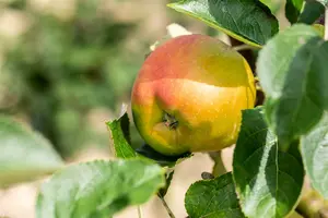 Malus d. 'Bramley's Seedling' STRUIK   BW