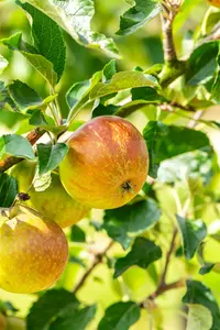 Cox Orange Pippin - afbeelding 2
