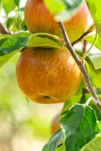 Cox Orange Pippin - afbeelding 3