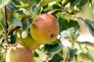 Cox Orange Pippin - afbeelding 4