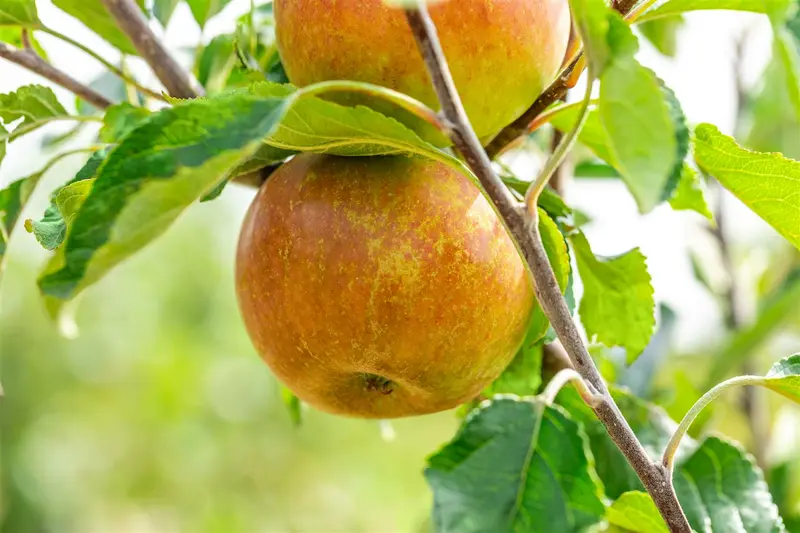 Cox Orange Pippin - afbeelding 4