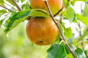Cox Orange Pippin - afbeelding 4