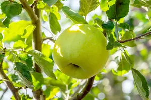 Malus d. 'Cwastresse Double' (rgf) HOOGST. BW (8/10)