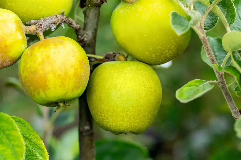 Malus d. 'Cwastresse Double' (rgf) STRUIK   BW - afbeelding 4