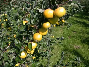 Malus d. 'Cwastresse Double' (rgf) STRUIK   BW - afbeelding 1