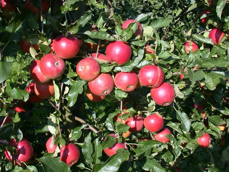 Malus d. 'Ecolette' HALFST.   BW - afbeelding 1