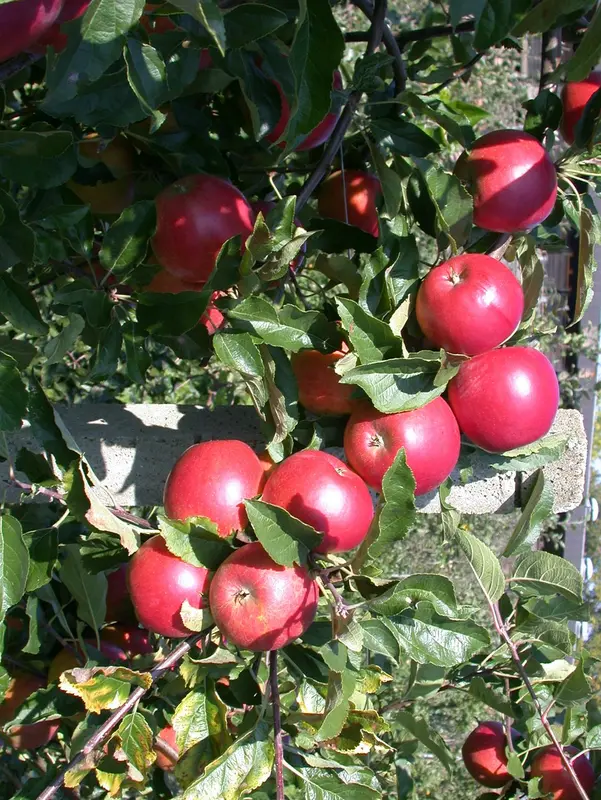Malus d. 'Ecolette' STRUIK   BW - afbeelding 2