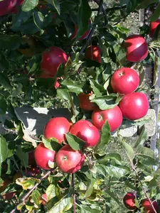 Malus d. 'Ecolette' STRUIK   BW - afbeelding 2