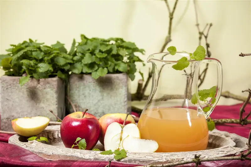 Malus d. 'Elstar' 14/16 HO C - afbeelding 5