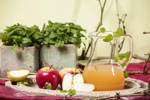 Malus d. 'Elstar' 14/16 HO C - afbeelding 5