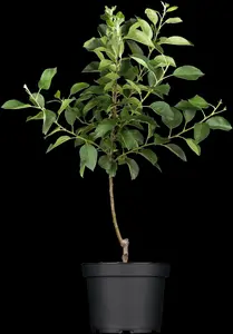 malus d. 'elstar' PALMET DUBBELE U BW (U) - afbeelding 5
