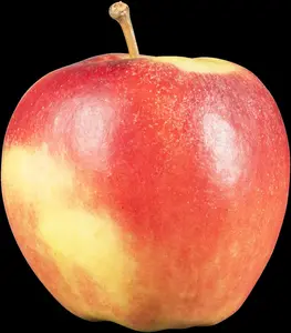 malus d. 'elstar' PALMET DUBBELE U BW (U) - afbeelding 2