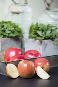 Malus d. 'Fuji' ( 'kiku 8') HOOGST.  BW (8/10) - afbeelding 1