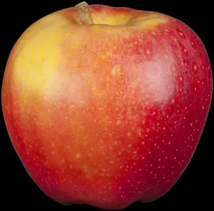 malus d. 'gala' C7,5 HALFST - afbeelding 5