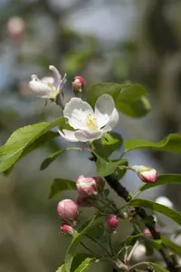 malus d. 'gloster' HOOGST BW (8/10) - afbeelding 2