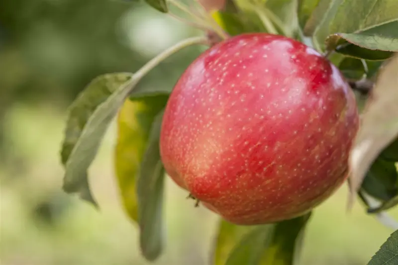 malus d. 'gloster' HOOGST BW (8/10) - afbeelding 2