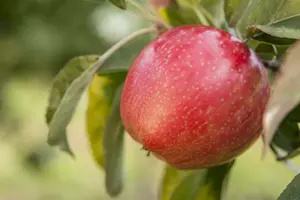 malus d. 'gloster' HOOGST BW (8/10) - afbeelding 2