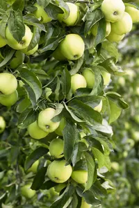 malus d. 'golden delicious' PALMET DUBBEL U C (U) - afbeelding 5