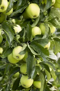malus d. 'golden delicious' PALMET DUBBEL U C (U) - afbeelding 5
