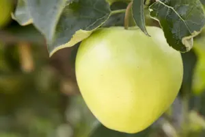 malus d. 'golden delicious' PALMET DUBBEL U C (U) - afbeelding 2