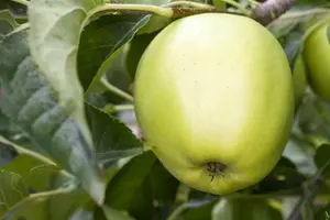 malus d. 'golden delicious' PALMET DUBBEL U C (U) - afbeelding 3