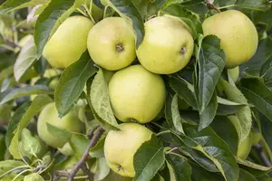 malus d. 'golden delicious' PALMET DUBBEL U C (U) - afbeelding 4