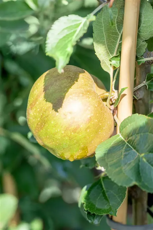Malus d. 'Gravensteiner' HOOGST.  BW (8/10) - afbeelding 4