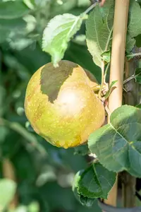 Malus d. 'Gravensteiner' HOOGST.  BW (8/10) - afbeelding 4