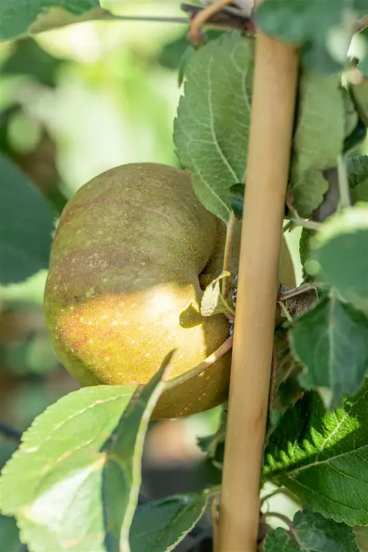 Malus d. 'Gravensteiner' HOOGST.  BW (8/10) - afbeelding 5