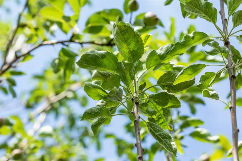 Malus d. 'Gravensteiner' HOOGST.  BW (8/10) - afbeelding 1
