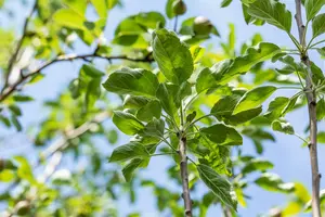 Malus d. 'Gravensteiner' HOOGST.  BW (8/10) - afbeelding 1