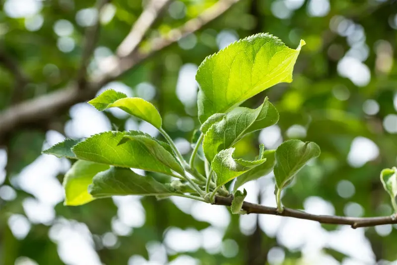 Malus d. 'Gravensteiner' HOOGST.  BW (8/10) - afbeelding 2