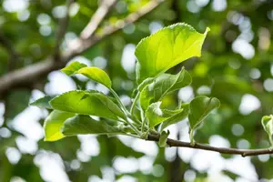 Malus d. 'Gravensteiner' HOOGST.  BW (8/10) - afbeelding 2