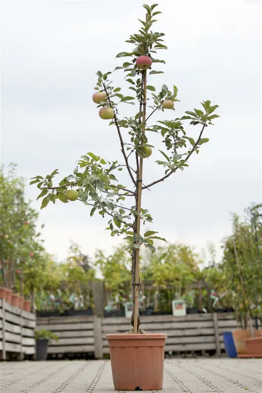 Malus d. 'Idared' HALFST. BW - afbeelding 1