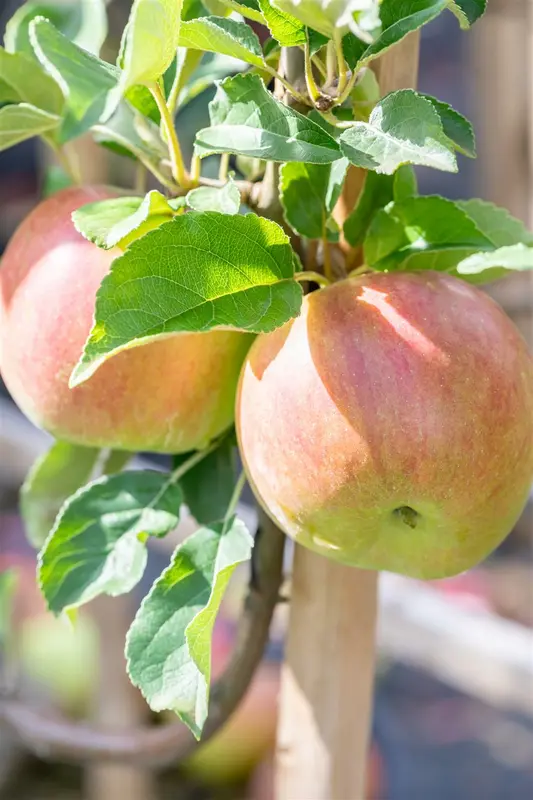 Malus d. 'Idared' HALFST. BW - afbeelding 5