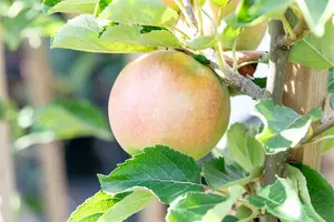 Malus d. 'Idared' HALFST. BW - afbeelding 2