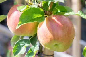 Malus d. 'Idared' HALFST. BW - afbeelding 4