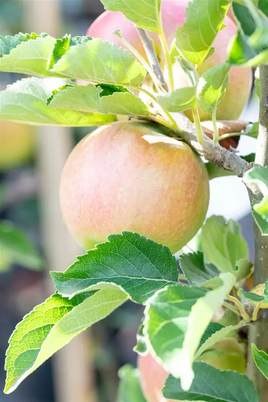 Malus d. 'Idared' HOOGST. BW (8/10) - afbeelding 3