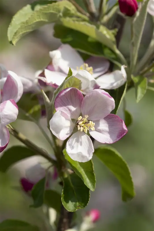 Malus d. 'Ingrid Marie' HOOGST.  BW (8/10) - afbeelding 2