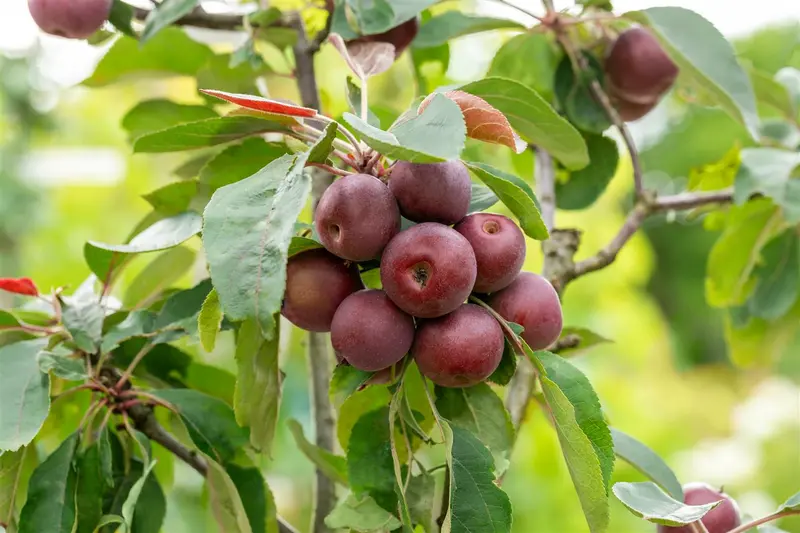 Malus d. 'Ingrid Marie' HOOGST.  BW (8/10) - afbeelding 3