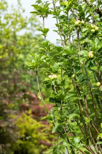 malus d. 'james grieve' HOOGST BW (8/10) - afbeelding 2